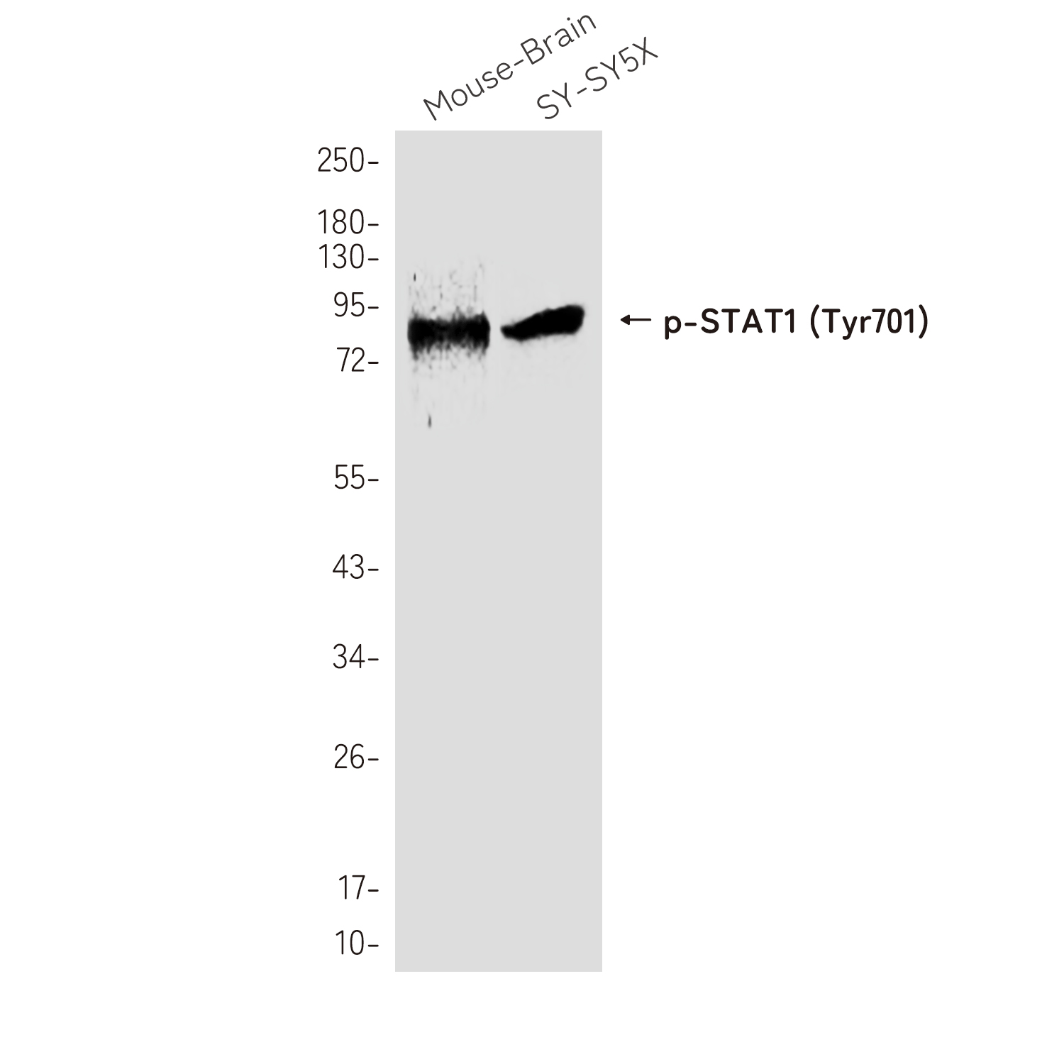 Phospho-STAT1 (Tyr701) Rabbit pAb ABZ4411