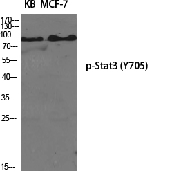 Phospho-STAT3 (Tyr705) Rabbit pAb ABZ4415