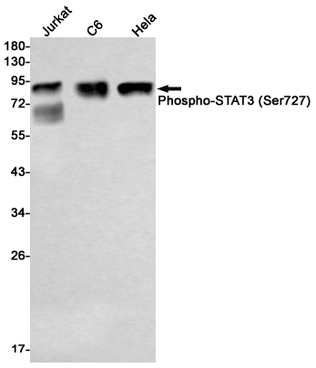 Phospho-STAT3 (Ser727) Rabbit mAb ABZ4416