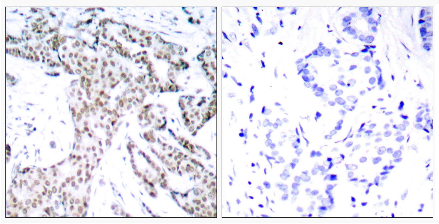 Phospho-STAT3 (Ser727) Rabbit pAb ABZ4417