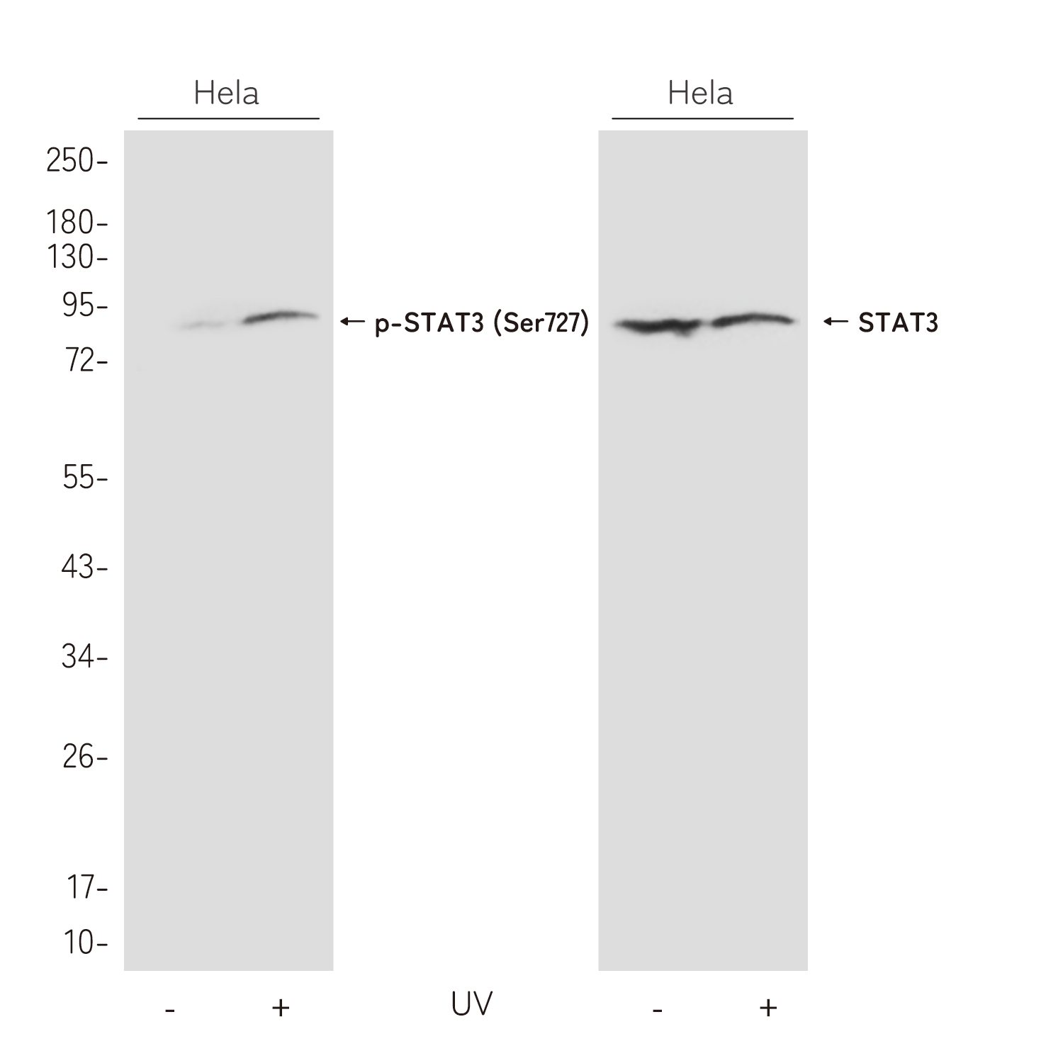 Phospho-STAT3 (Ser727) Rabbit pAb ABZ4417