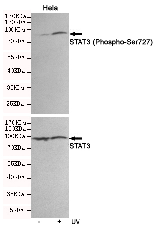 Phospho-STAT3 (Ser727) Rabbit pAb ABZ4417