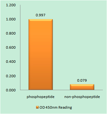 Phospho-BRCA1 (Ser1423) Rabbit pAb ABZ4418
