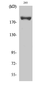 Phospho-IRS1 (Ser639) Rabbit pAb ABZ4424