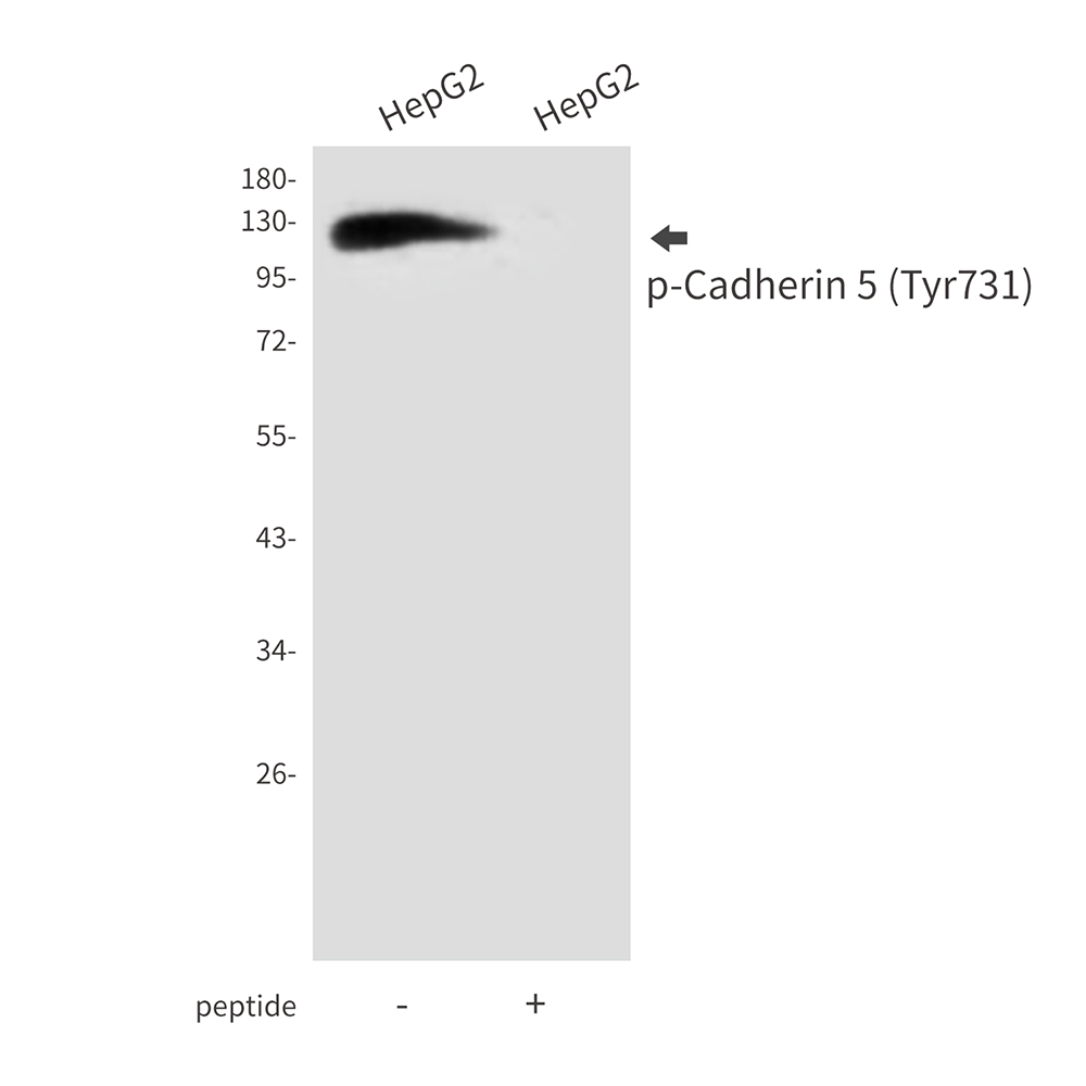 Phospho-VE Cadherin (Tyr731) Rabbit pAb ABZ4426