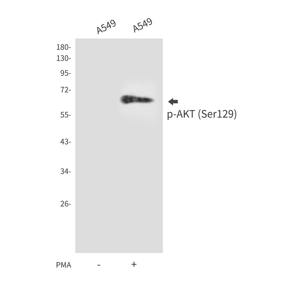 Phospho-AKT1 (Ser129) Rabbit pAb ABZ4427