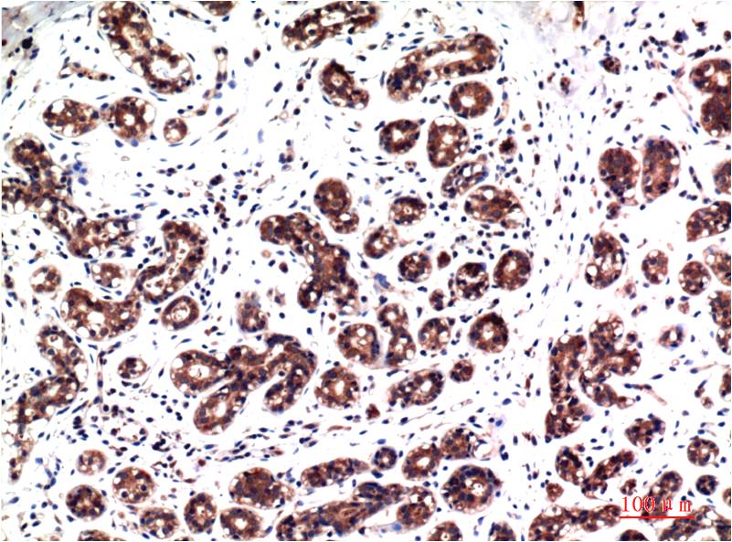 Phospho-ERK1/2 (Tyr222/Tyr205) (1H4) Mouse mAb ABZ4432