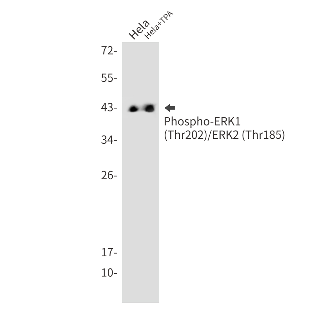 Phospho-ERK1/2 (Thr202/Thr185) Rabbit mAb ABZ4433