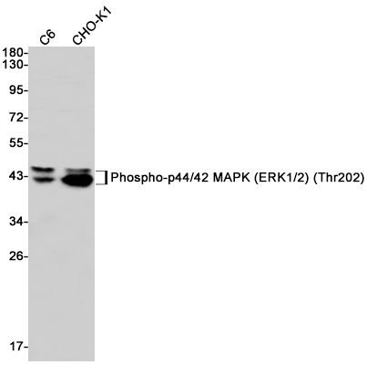 Phospho-ERK1/2 (Thr202/Thr185) Rabbit mAb ABZ4433