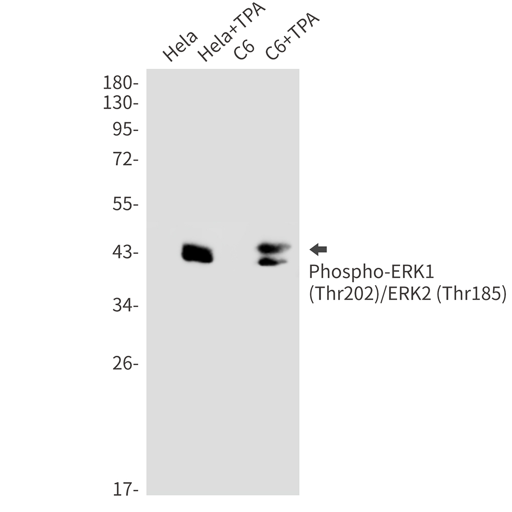 Phospho-ERK1/2 (Thr202/Thr185) Rabbit mAb ABZ4434