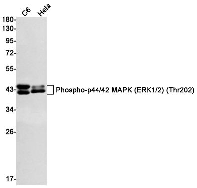 Phospho-ERK1/2 (Thr202/Thr185) Rabbit mAb ABZ4434