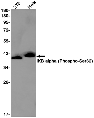 Phospho-IKB alpha (Ser32) Rabbit mAb ABZ4437