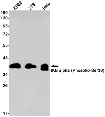 Phospho-IKB alpha (Ser36) Rabbit mAb ABZ4438
