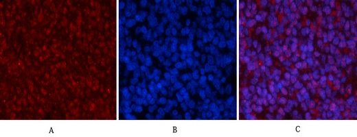 Phospho-p53 (Ser15) Rabbit pAb ABZ4443