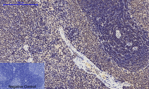 Phospho-p53 (Ser15) Rabbit pAb ABZ4443