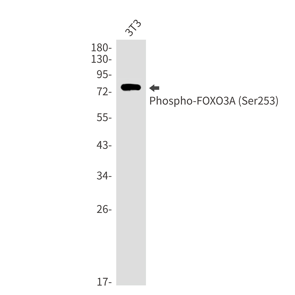 Phospho-FOXO3A (Ser253) Rabbit mAb ABZ4461