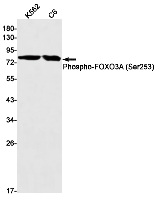 Phospho-FOXO3A (Ser253) Rabbit mAb ABZ4461