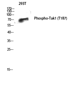Phospho-TAK1 (Thr187) Rabbit pAb ABZ4462