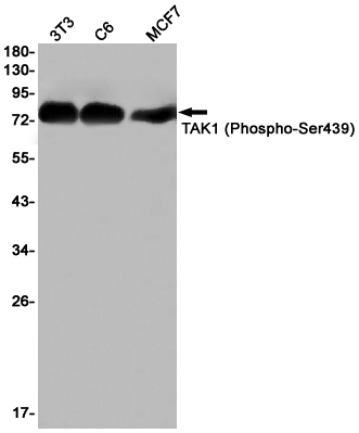 Phospho-TAK1 (Ser439) Rabbit mAb ABZ4463