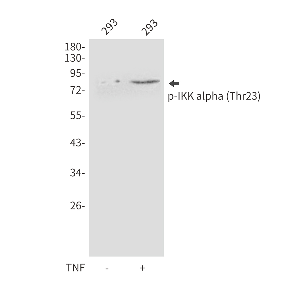 Phospho-IKK alpha (Thr23) Rabbit pAb ABZ4464