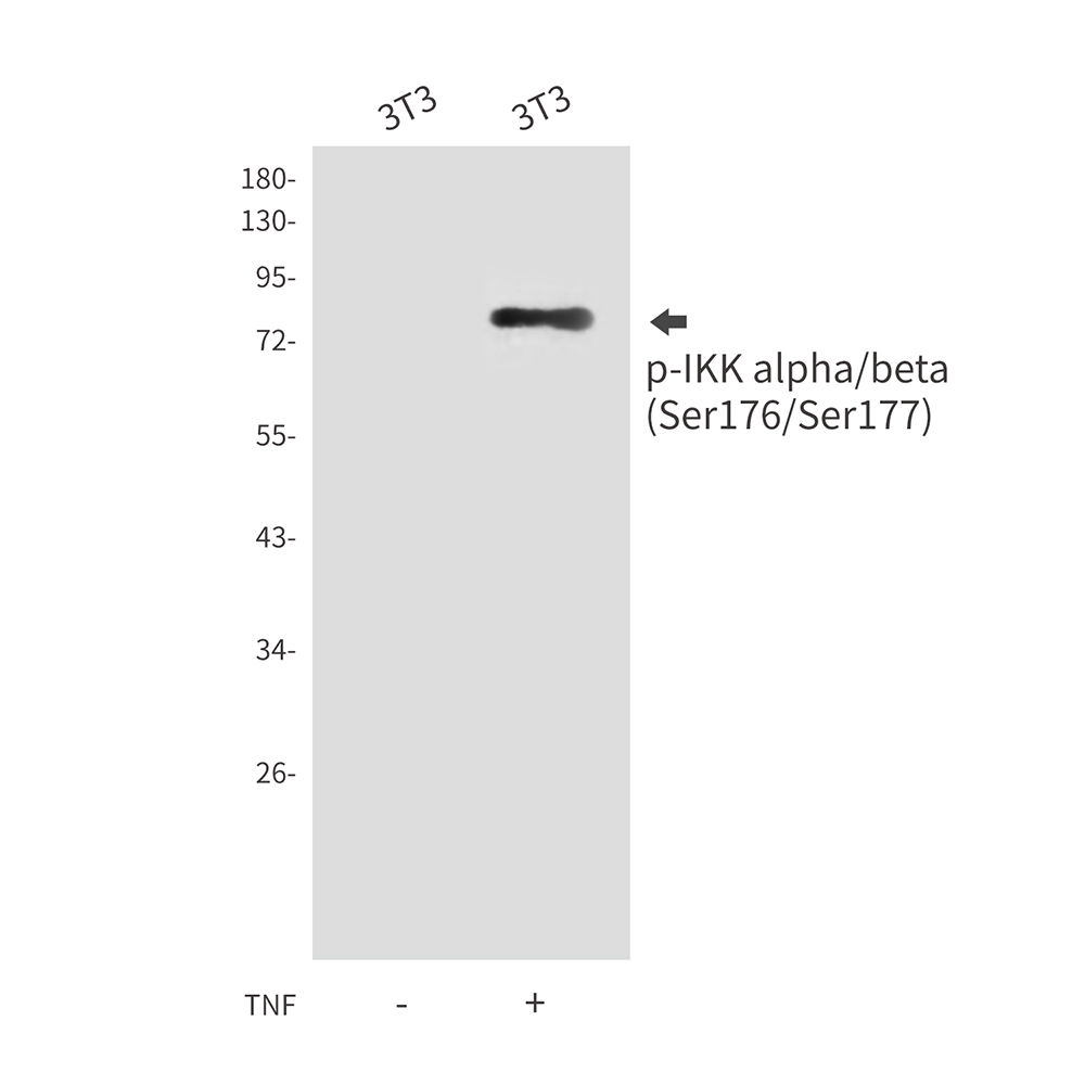 Phospho-IKK alpha/beta (Ser176/Ser177) Rabbit pAb ABZ4465