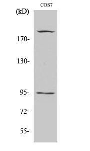 Phospho-IGF1 Receptor (Tyr1165/Tyr1166) Rabbit pAb ABZ4469