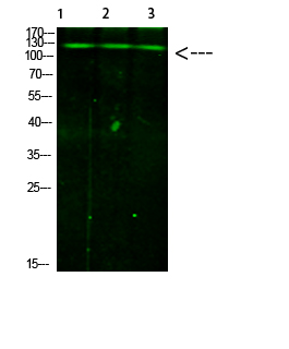 Phospho-JAK2/3 (Tyr966/939) Rabbit pAb ABZ4471