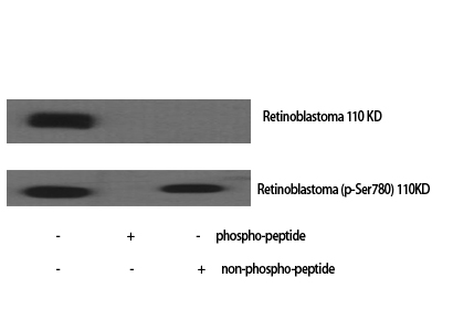 Phospho-Rb (Ser780) Rabbit pAb ABZ4475