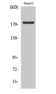 Phospho-EGFR (Tyr1092) Rabbit pAb ABZ4476