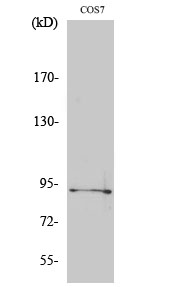 Phospho-Sp1 (Thr739) Rabbit pAb ABZ4477