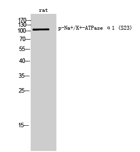 Phospho-Sodium Potassium ATPase (Ser23) Rabbit pAb ABZ4479