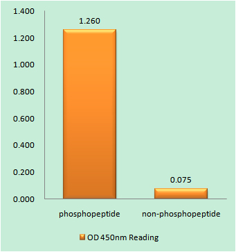 Phospho-Nucleophosmin (Thr199) Rabbit pAb ABZ4484