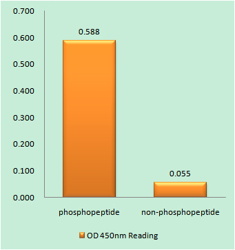 Phospho-KCNQ2/3/4/5 (Thr217/Thr246/Thr223/Thr251) Rabbit pAb ABZ4485