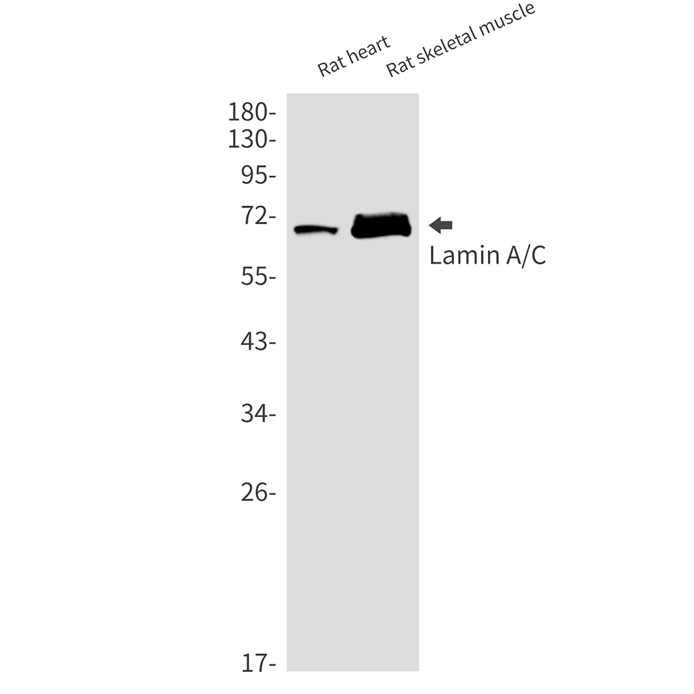 Lamin A/C Rabbit mAb ABZ4489