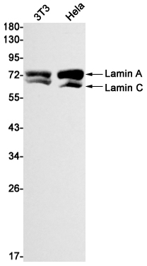 Lamin A/C Rabbit mAb ABZ4489