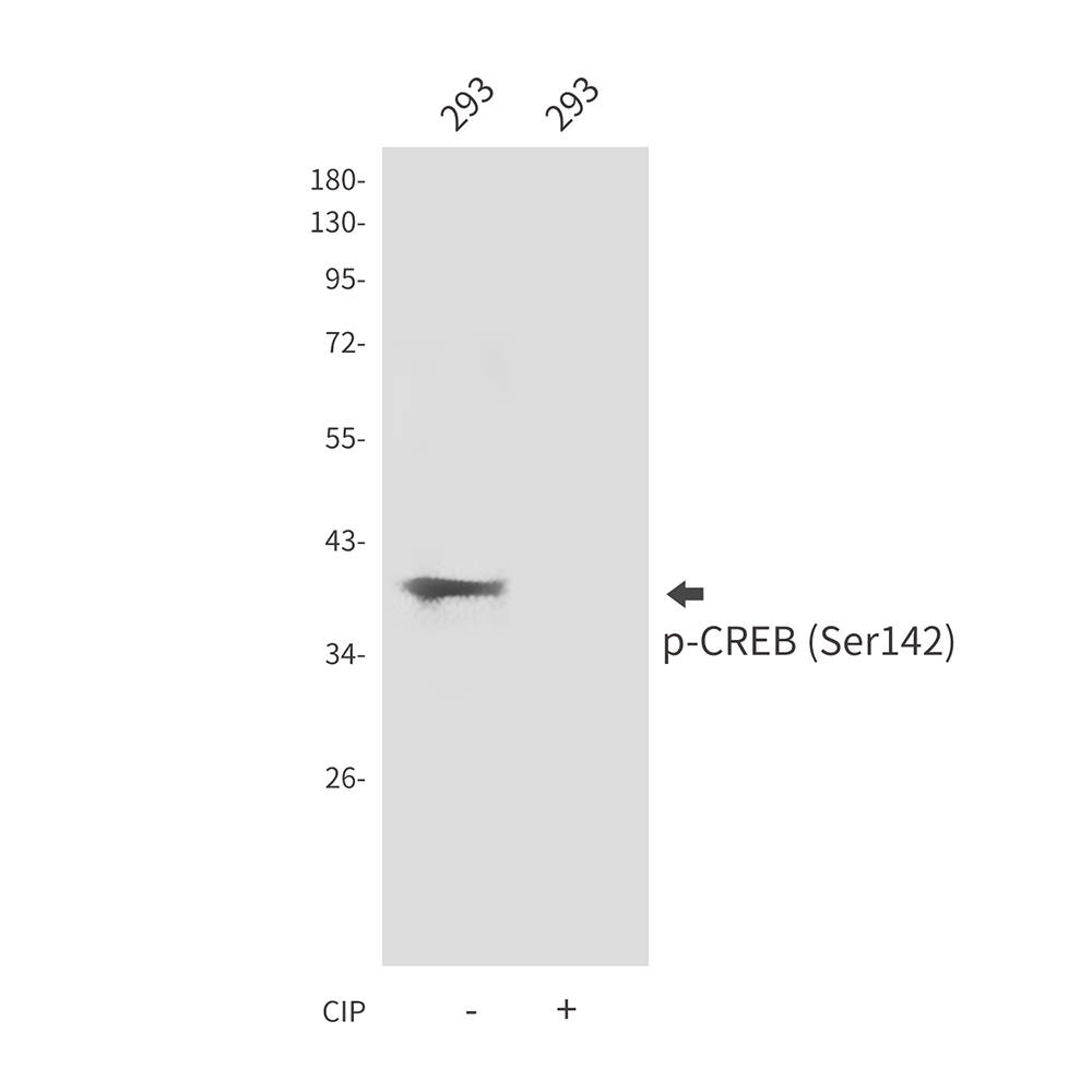 Phospho-CREB (Ser142) Rabbit pAb ABZ4493