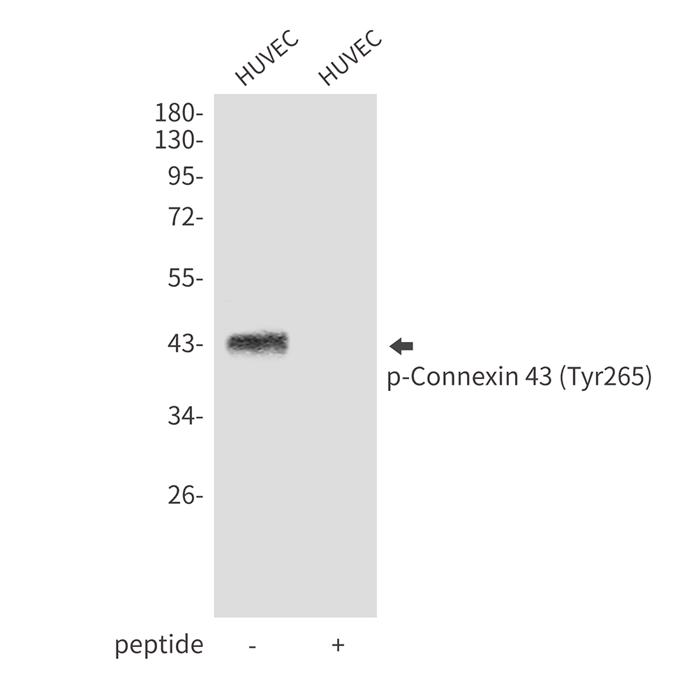 Phospho-Connexin 43 / GJA1 (Tyr265) Rabbit pAb ABZ4495