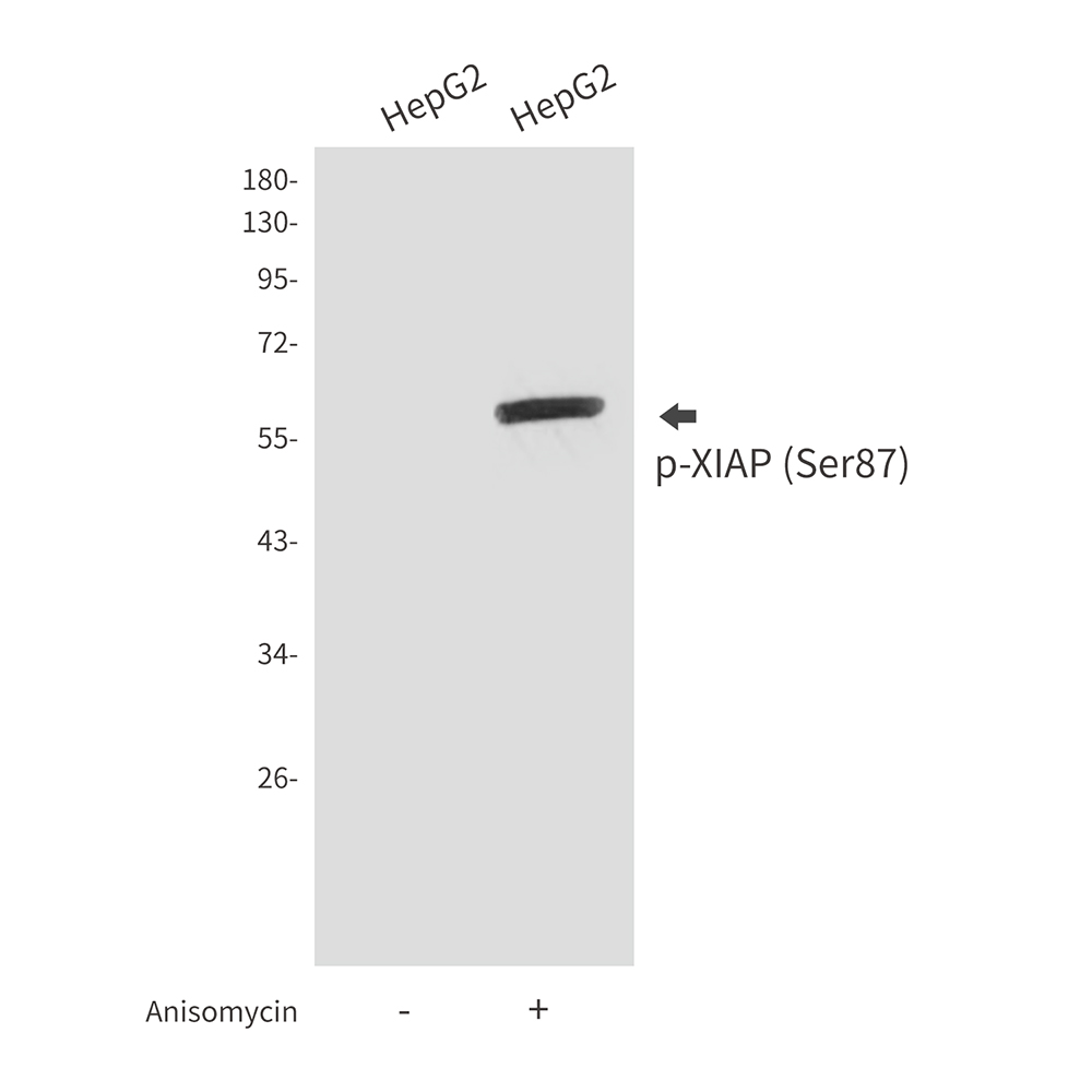 Phospho-XIAP (Ser87) Rabbit pAb ABZ4501