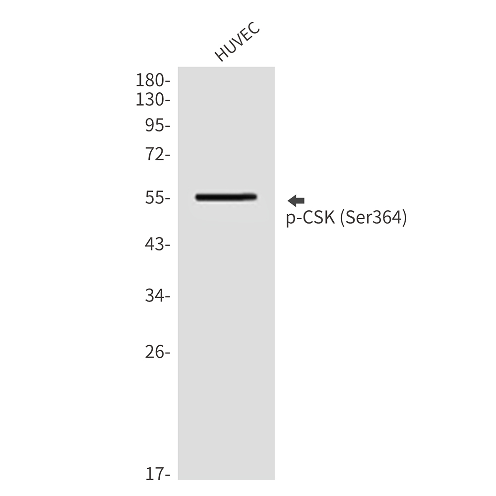Phospho-CSK (Ser364) Rabbit pAb ABZ4503