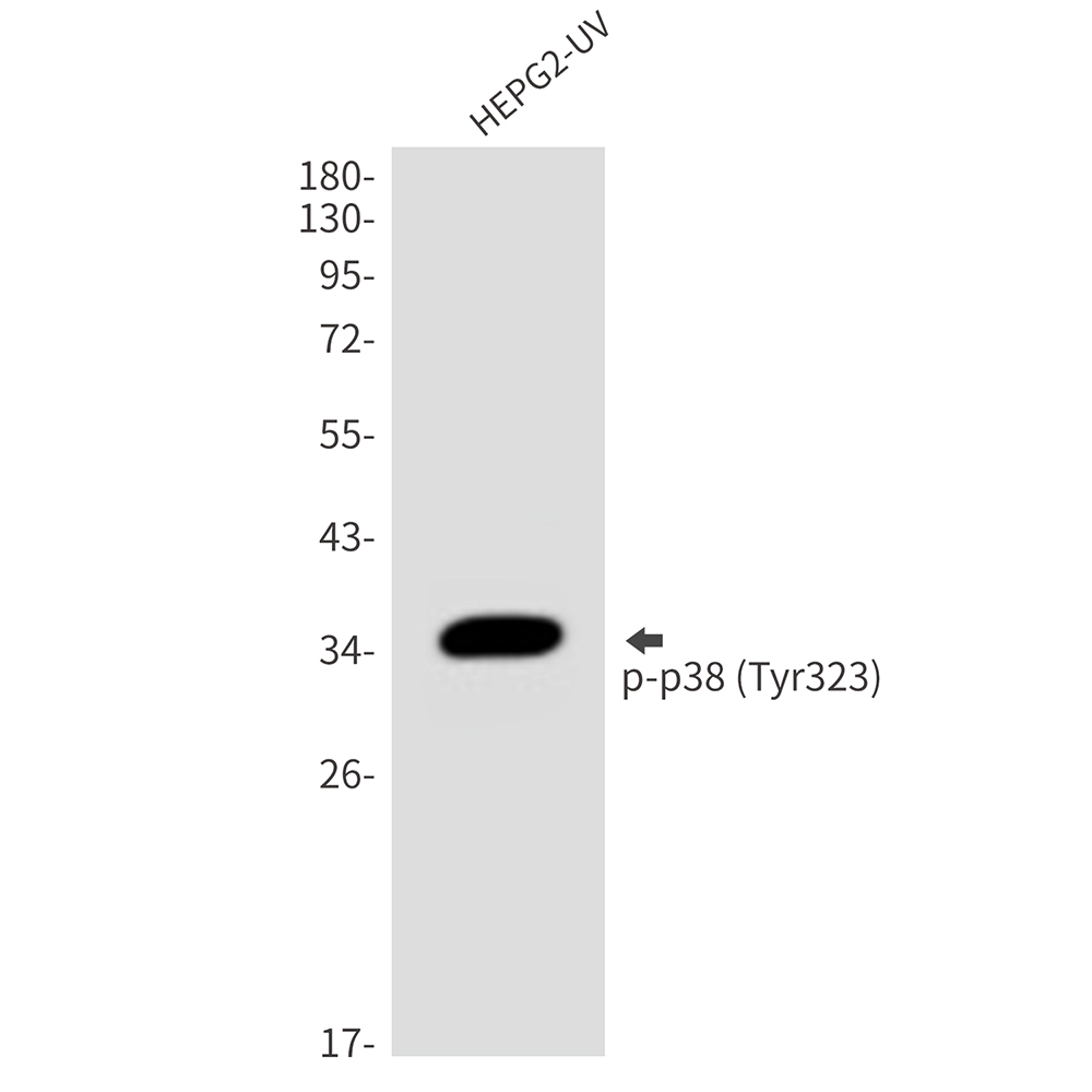 Phospho-p38 MAPK (Tyr323) Rabbit pAb ABZ4504