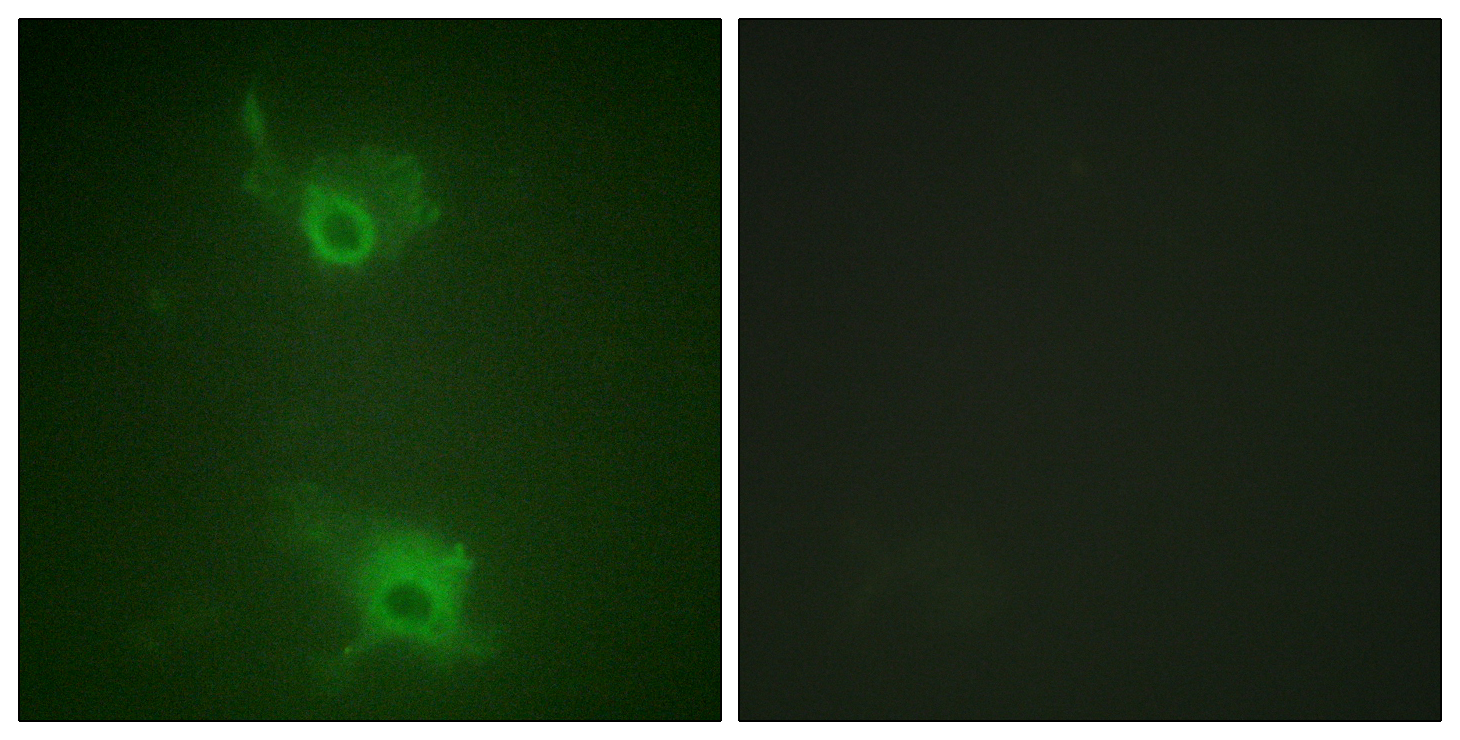 Phospho-S1P1/EDG1 (Thr236) Rabbit pAb ABZ4507