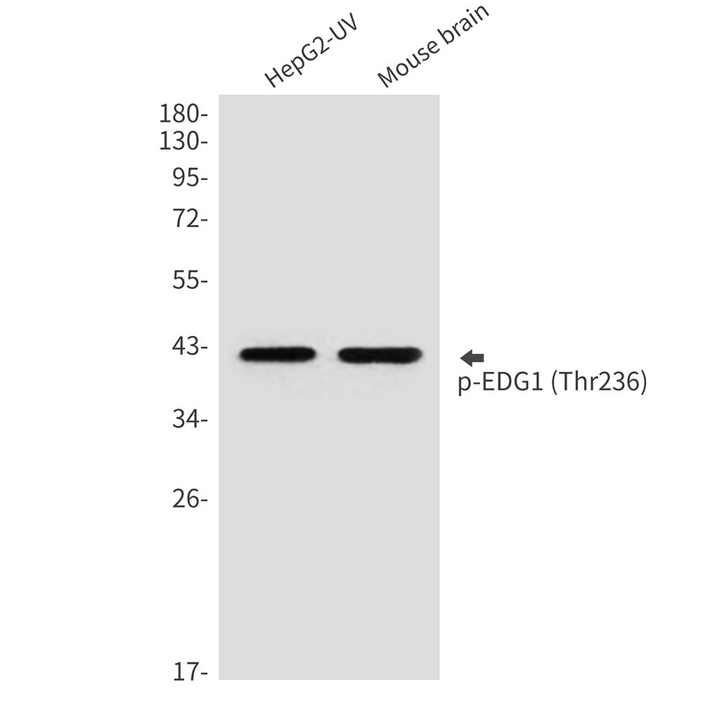 Phospho-S1P1/EDG1 (Thr236) Rabbit pAb ABZ4507