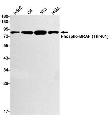 Phospho-BRAF (Thr401) Rabbit mAb ABZ4517