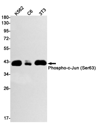 Phospho-c-Jun (Ser63) Rabbit mAb ABZ4520