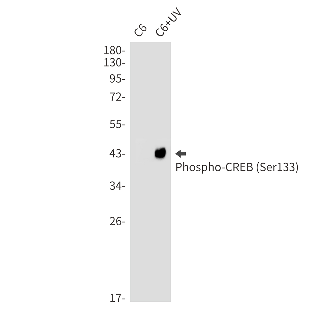 Phospho-CREB (Ser133) Rabbit mAb ABZ4533