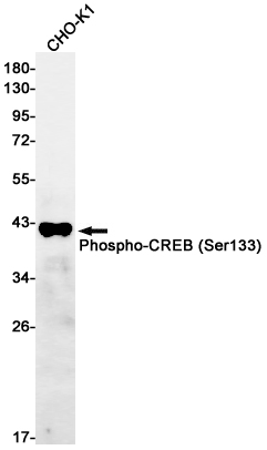 Phospho-CREB (Ser133) Rabbit mAb ABZ4533