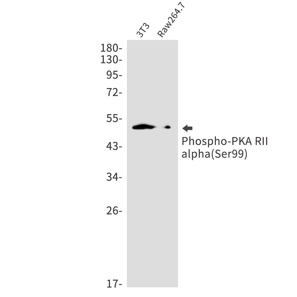Phospho-PRKAR2A (Ser99) Rabbit mAb ABZ4542