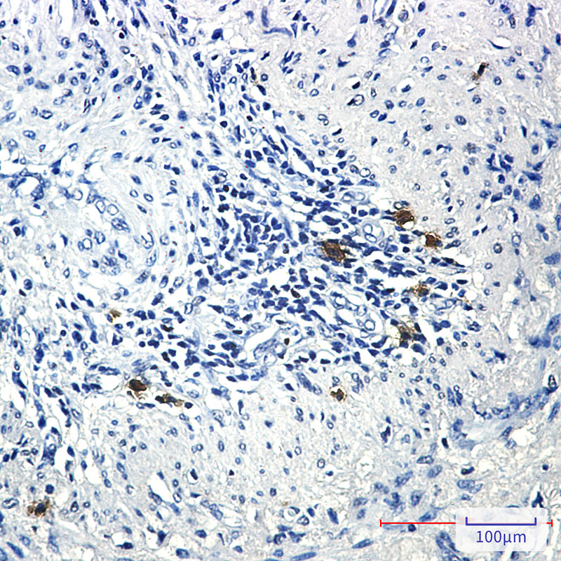 Phospho-PRC1 (Thr481) Rabbit mAb ABZ4543