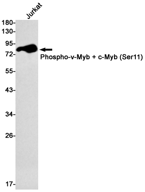 Phospho-c Myb (Ser11) Rabbit mAb ABZ4552