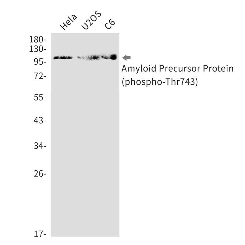 Phospho-Amyloid Precursor Protein (Thr743)  Rabbit mAb ABZ4553